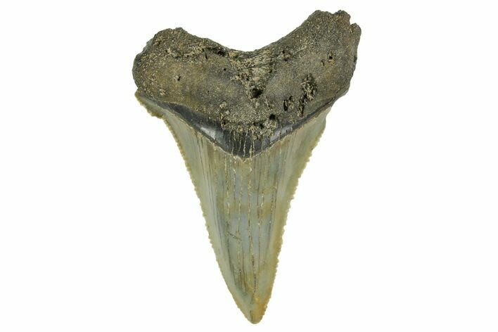 Serrated Angustidens Tooth - Megalodon Ancestor #368633